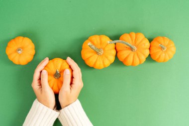 Halloween or thansgiving concept, row of orange and white pumpkins on bright green background with hands holding one of pumpkins