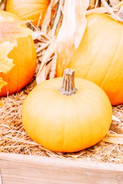 Çiftlikte balkabağı seçimi, Cadılar Bayramı ya da Şükran Günü şenlikleri