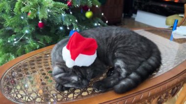 Noel Baba şapkalı sevimli gri bir kedi, mevsimin güzel dekorasyonları arasında huzur içinde uyuyor.