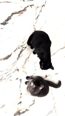Evde yerde birlikte oynayan iki kedi.