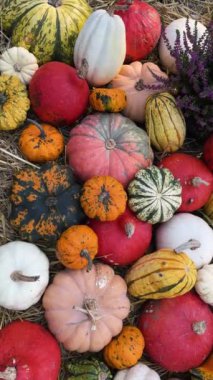 çiftlikteki kabak tarlası