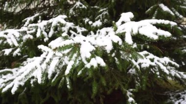 Açık havada Noel ağacının kurulması