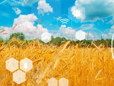 Güzel bir buğday tarlası arkaplanı önünde dijital elementleri gösteren çarpıcı bir sahne