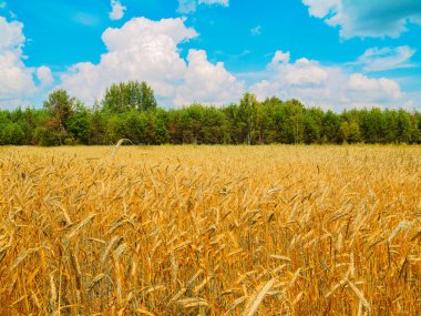Canlı bir buğday tarlası güneşli bir gökyüzünün altında parıldıyor, doğal hasatların özünü gözler önüne seriyor.