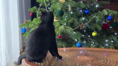 Güzel siyah kedi mevsimin en güzel süslemelerinin arasında oturuyor.