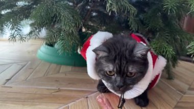 Noel Baba şapkalı sevimli gri bir kedi, mevsimin güzel dekorasyonları arasında huzur içinde uyuyor.