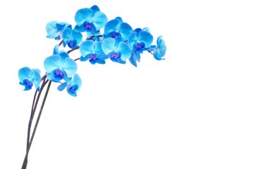Beyaz arka plan üzerinde izole mavi orkide şube