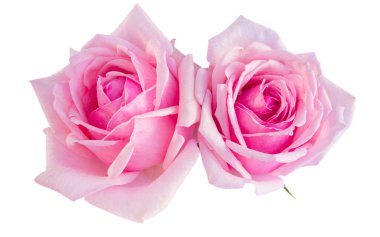 dwie różowe kwitnienie róż na białym tle