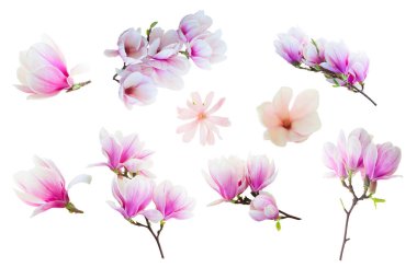 Beyaz arka planda izole edilmiş pembe manolya çiçekleri.