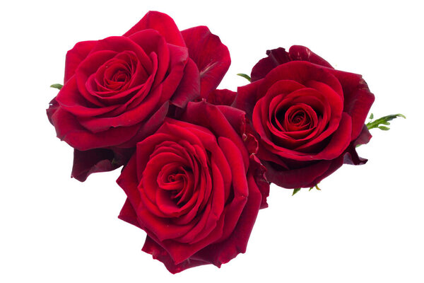 Red blooming roses isolated on white background