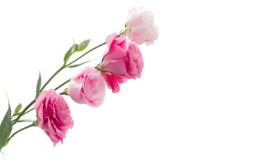 pembe eustoma çiçek metal kapta beyaz zemin üzerine izole