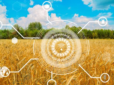 Güzel bir buğday tarlası arkaplanı önünde dijital elementleri gösteren çarpıcı bir sahne