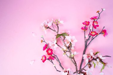 Bahar kirazı ve badem ağacı pembe arka planda çiçek açıyor.