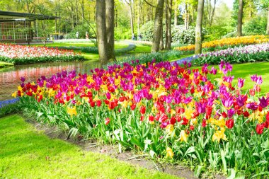 Renkli büyüyen kırmızı, pembe, kırmızı, mor laleler bahar balosu bahçesinde çiçek açtı.