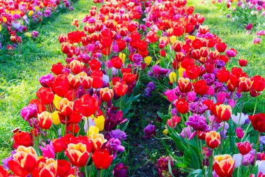 Gökyüzü mavi ve güneşli bir günde çok renkli satırları olan ünlü Hollandalı kırmızı lale sahası