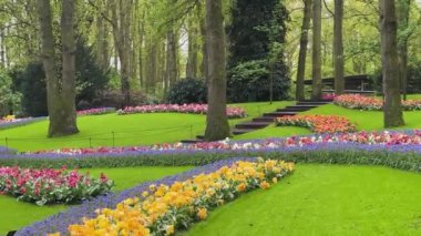 Renkli büyüyen kırmızı, pembe, kırmızı, mor laleler bahar balosu bahçesinde çiçek açtı.