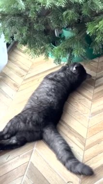 Güzel gri bir kedi Noel ağacıyla oynuyor.