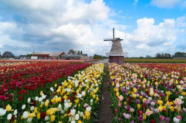 Lale çiçek alan içinde güneşli gün, Hollanda üzerinden bir Hollanda Yeldeğirmeni