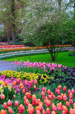 Renkli büyüyen laleler çiçek açmış ve bahar resmi bahçesinde çiçek açan ağaçlar.