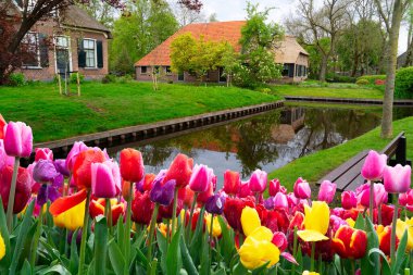 Hollanda 'nın kırsal kesimlerinde geleneksel küçük bir kasaba olan Giethoorn, baharda Hollanda kanalları.