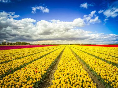 Famouse Hollandalı Sarı Lale alan satırlarını mavi gökyüzü güneşli bir gün