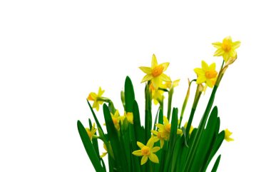 Taze bahar nergisleri Beyaz arka planda izole edilmiş çiçekler