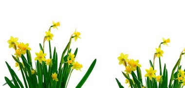 Taze bahar nergisleri Beyaz arka planda izole edilmiş çiçekler