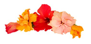 sınır izole beyaz arka plan üzerinde renkli hibiscus çiçek
