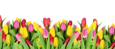 cam aranjman beyaz zemin üzerine izole taze bahar laleler