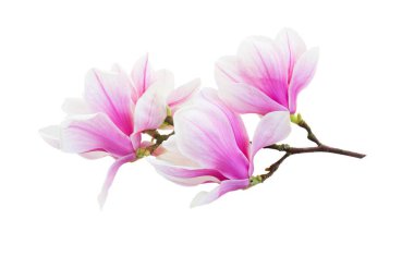 Beyaz arka planda izole edilmiş pembe manolya çiçekleri.