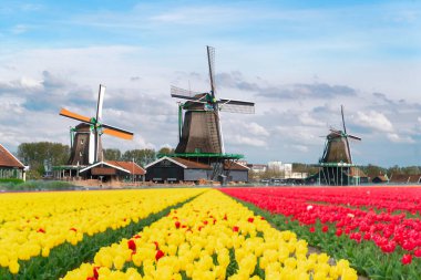 Lale çiçek alan içinde güneşli gün, Hollanda üzerinden bir Hollanda Yeldeğirmeni