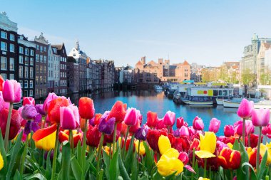 Hollanda, Amsterdam 'da kanal suyu üzerinde eski tarihi evler ve ağaçların cepheleri