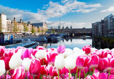 Hollanda, Amsterdam 'da kanal suyu üzerinde eski tarihi evler ve ağaçların cepheleri