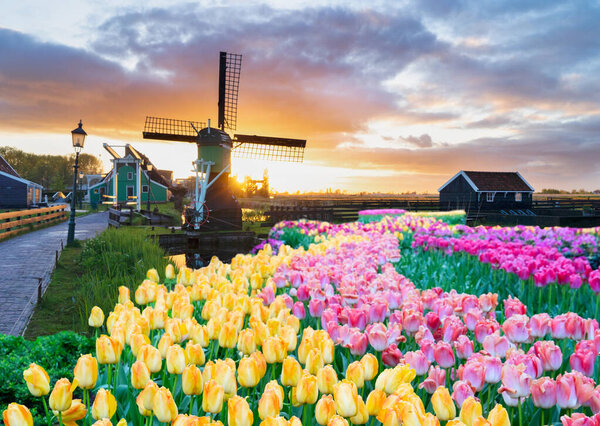 one dutch windmill over tulip flowers field in sunny day, Netherlands