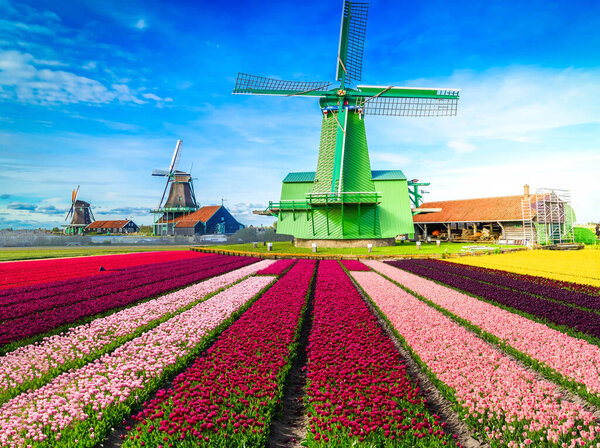 one dutch windmill over tulip flowers field in sunny day, Netherlands