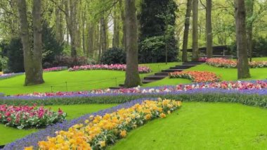 Renkli büyüyen kırmızı, pembe, kırmızı, mor laleler bahar balosu bahçesinde çiçek açtı.