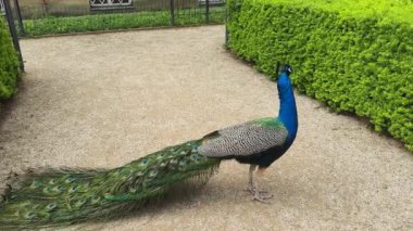 Göz kamaştırıcı bir tavus kuşu gururla sergiler güzel renkli tüylerini yemyeşil bahçesinde.