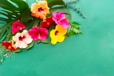 Çiçek ve yaprakların tropik sınırı, yaz tatili geçmişi