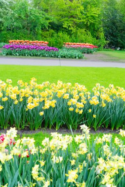 Hollanda, Hollanda 'daki Hollanda bahçesinde sarı nergisli çimenler
