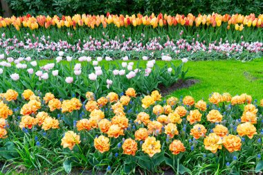 Renkli büyüyen kırmızı, pembe, kırmızı, turuncu Lale flowerbed bahar resmi Bahçe
