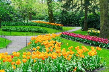 Renkli büyüyen kırmızı, pembe, kırmızı, turuncu Lale flowerbed bahar resmi Bahçe