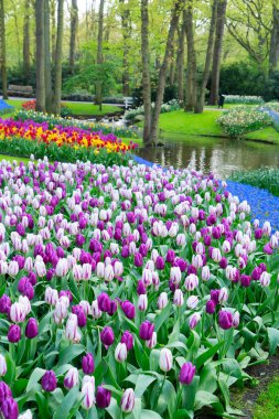Renkli büyüyen kırmızı, pembe, kırmızı, turuncu Lale flowerbed bahar resmi Bahçe