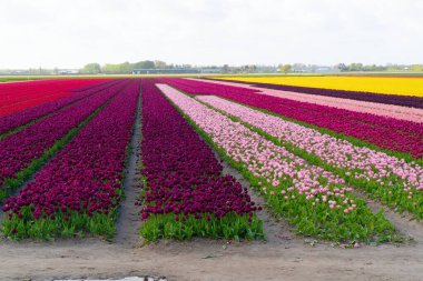 Ünlü Hollandalı kırmızı ve pembe lale tarlası güneşli bir günde mavi gökyüzü
