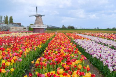 Lale çiçek alan içinde güneşli gün, Hollanda üzerinden bir Hollanda Yeldeğirmeni