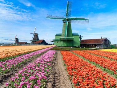 Lale çiçek alan içinde güneşli gün, Hollanda üzerinden bir Hollanda Yeldeğirmeni