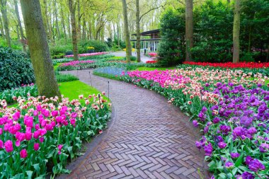 İlkbahar resmi bahçesinde çiçek açan lalelerle dolambaçlı bir yol