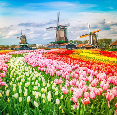 Hollanda 'da güneşli bir günde lale çiçeklerinin üzerinde Hollanda yel değirmenleri