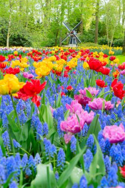 Lale çiçek alan içinde güneşli gün, Hollanda üzerinden bir Hollanda Yeldeğirmeni