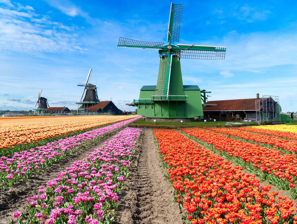 Ветряная мельница над полем цветов тюльпанов в солнечный день, Нидерланды
