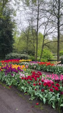 Renkli büyüyen kırmızı, pembe, kırmızı, mor laleler bahar balosu bahçesinde çiçek açtı.